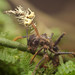Ophiocordyceps ponerinarum - Photo no rights reserved, uploaded by Philipp Hoenle
