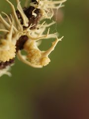 Ophiocordycipitaceae