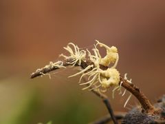 Ophiocordycipitaceae