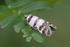 Chezala brachypepla