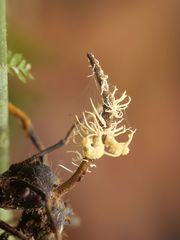 Ophiocordycipitaceae