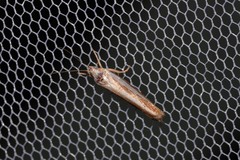 Catoryctis subparallela