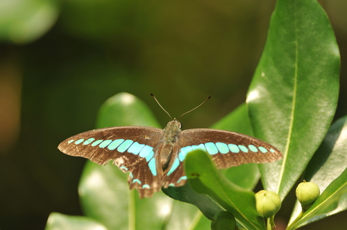 Photo of Common Bluebottle (Graphium sarpedon)