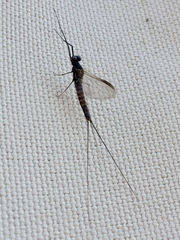Leptophlebia