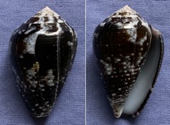 Conus catus