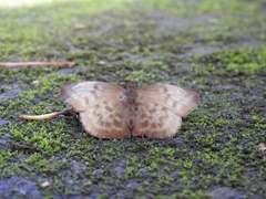 Achlyodes