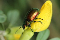 Chrysolina graminis