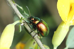Chrysolina graminis