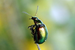 Chrysolina graminis