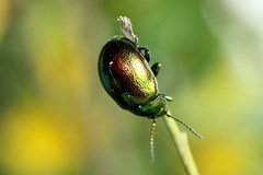 Chrysolina graminis