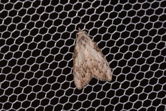 Nola pleurochorda