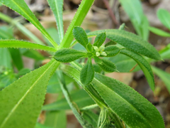 Galium aparine