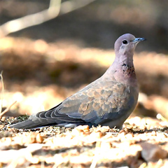 Streptopelia senegalensis