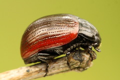 Chrysolina pseudolurida