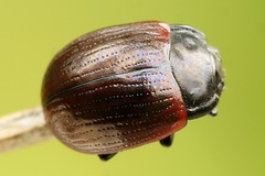 Chrysolina pseudolurida