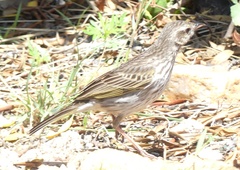 Anthus lineiventris
