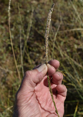 Eriochloa crebra