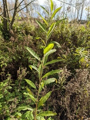 Salix humilis