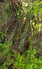 Thesium spicatum