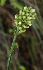 Thesium spicatum
