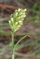Thesium spicatum