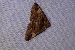Gastrinopa