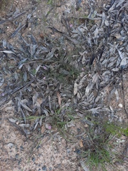 Convolvulus erubescens