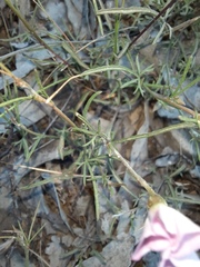 Convolvulus erubescens