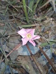 Convolvulus erubescens