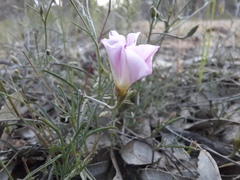 Convolvulus erubescens