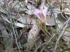 Convolvulus erubescens