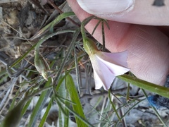 Convolvulus erubescens