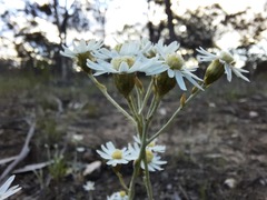 Rhodanthe corymbiflora
