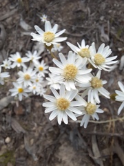 Rhodanthe corymbiflora