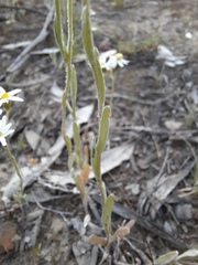 Rhodanthe corymbiflora