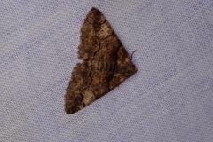 Gastrinopa