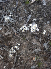 Rhodanthe corymbiflora