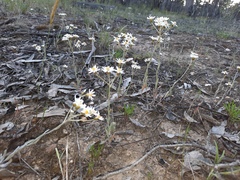 Rhodanthe corymbiflora