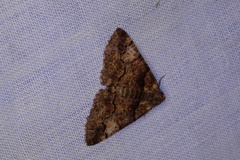 Gastrinopa