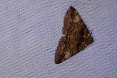 Gastrinopa