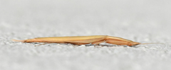 Episcopomantis chalybea