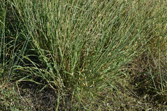 Eriochloa crebra