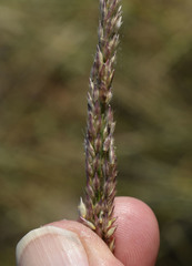 Eriochloa crebra
