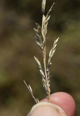 Eriochloa crebra