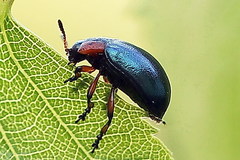 Chrysomela collaris