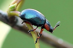 Chrysomela collaris