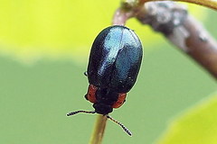 Chrysomela collaris