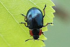 Chrysomela collaris