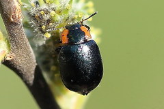 Chrysomela collaris