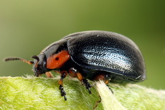 Chrysomela collaris